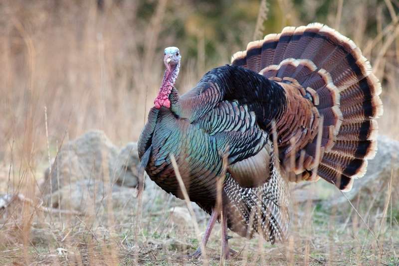 Name: IMGP5335 - Copye (800x534).jpg
Views: 536
Size: 57.29 KB
ID: 20988 IMGP5335 - Copye (800x534).jpg